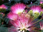 mimosa-flower